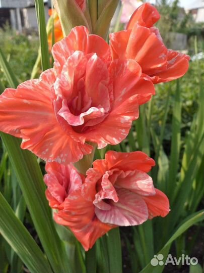 Гладиолусы букет