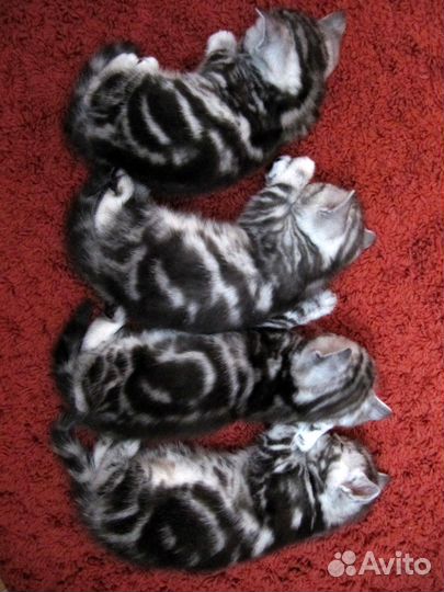 Шотландские котята: скоттиш-фолд и скоттиш-страйт