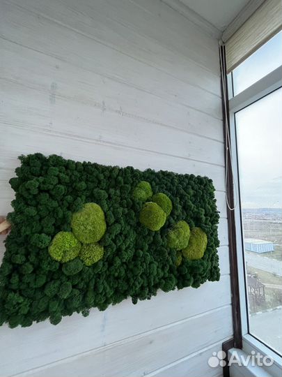 Картина из стабилизированного мха