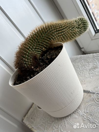 Большой кактус