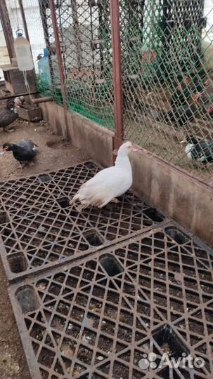 Утки мускусные