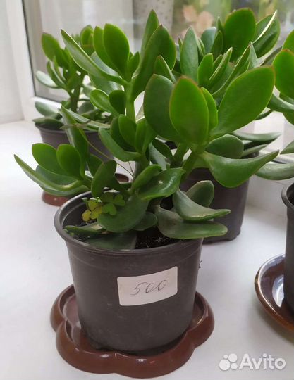 Крассула толстянка