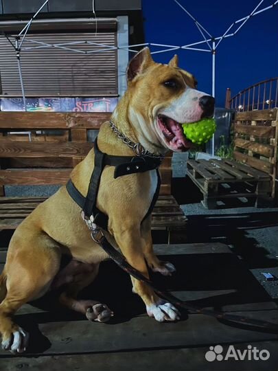 Продам щенят питбуля