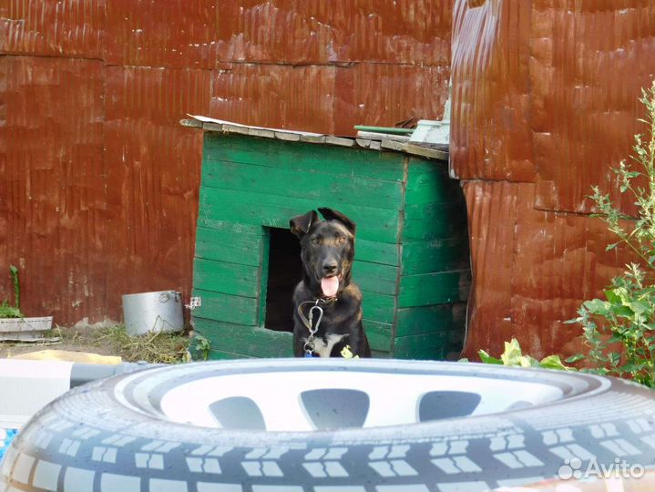 Собака пёс щенок кобель Гор