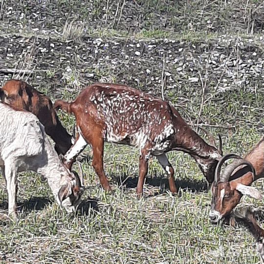 Козы дойные