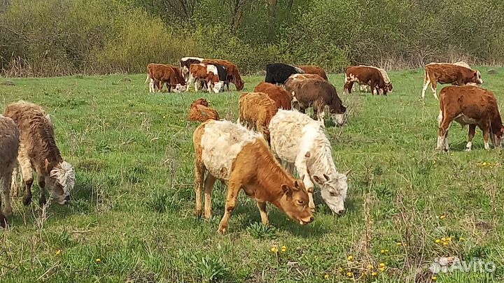 Бычки элитные