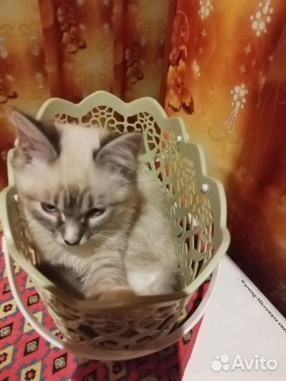 Кот 4 месяца