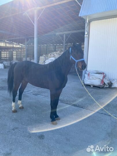 Жеребец орловский рысак