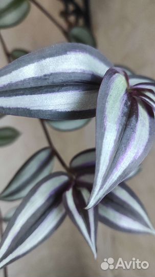 Традесканция Зебрина домой или в офис