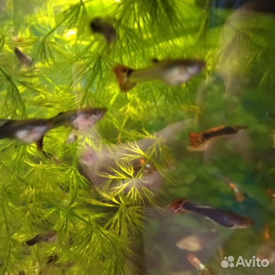 Аквариумные рыбки гуппи