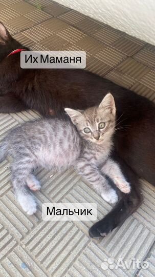 Котята в добрые руки