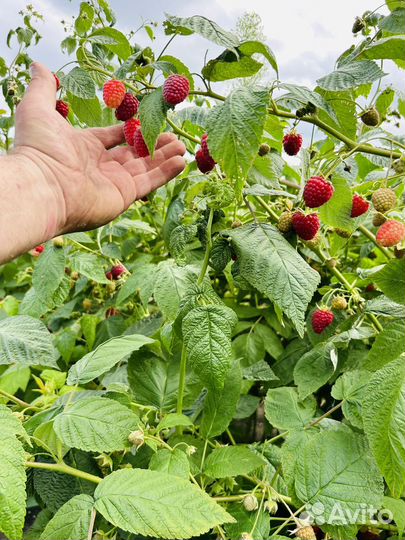 Рабочие на сбор малины