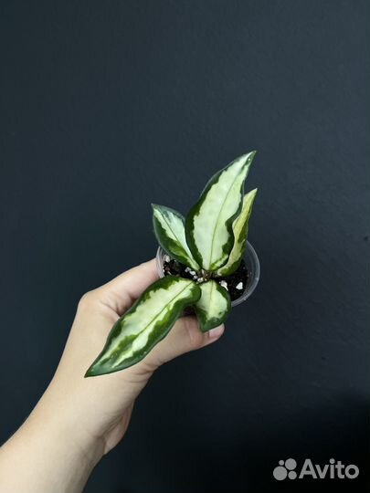 Хойи сортовые