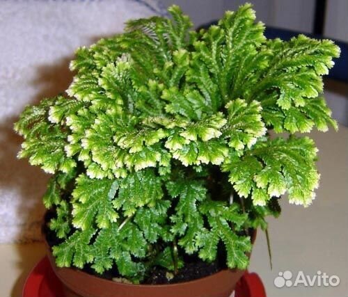 Селагинелла