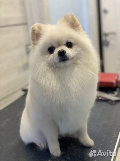 Стрижка собак и кошек