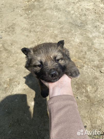 Собака в добрые руки щенок хаски