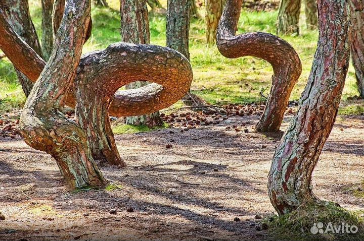 Экскурсии на Куршскую косу