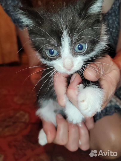 Кошка в дар