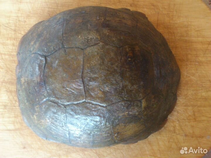 Пепельница из панциря черепахи