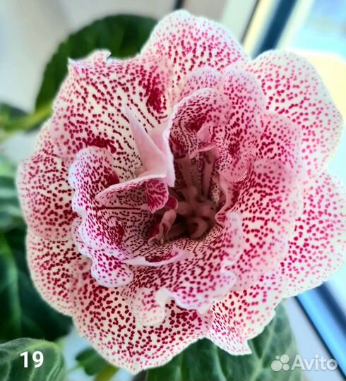 Глоксиния клубни