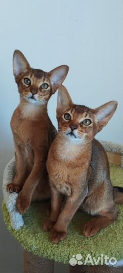 Абиссинский котенок
