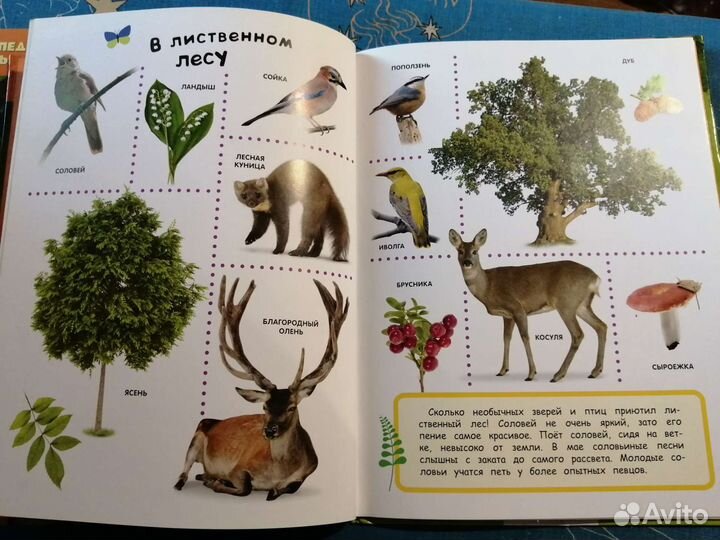 Детские энциклопедии