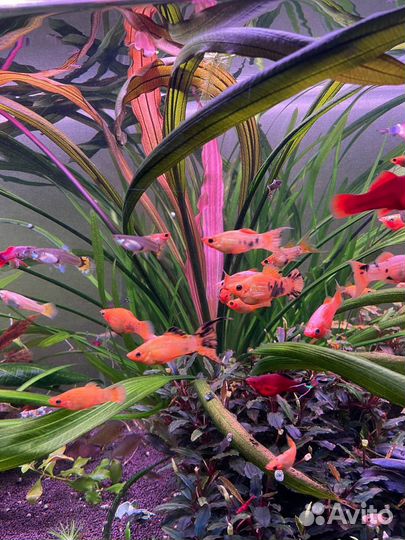 Аквариумные растения