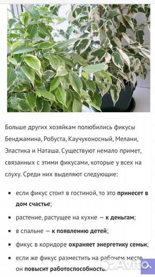 Фикус Бенджамина