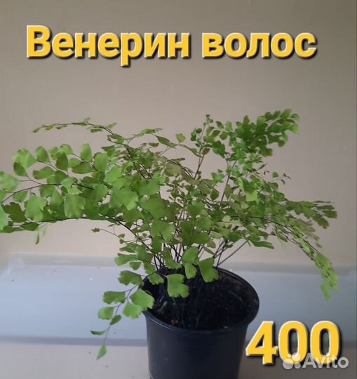 Комнатные растения