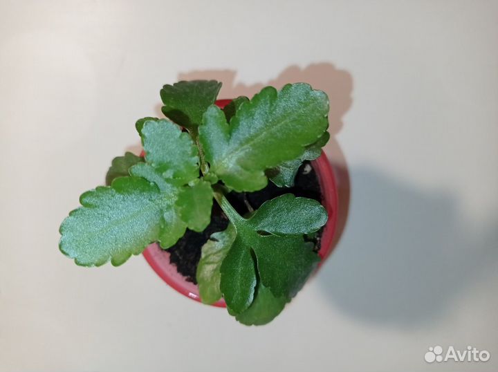 Каланхоэ Блоссфельда,желтый,розовый детки