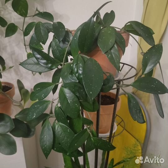 Комнатные цветы Хойя