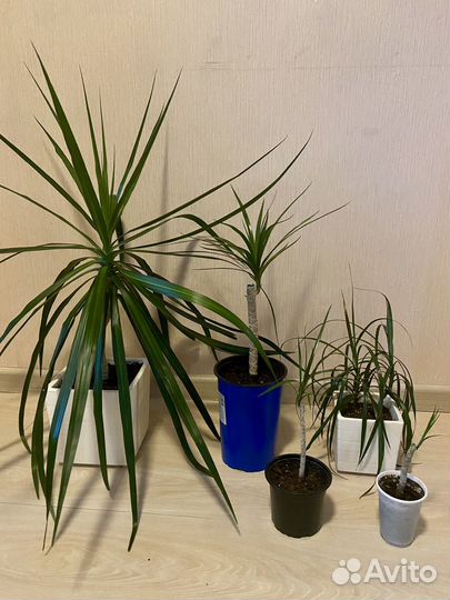 Пальма драцена