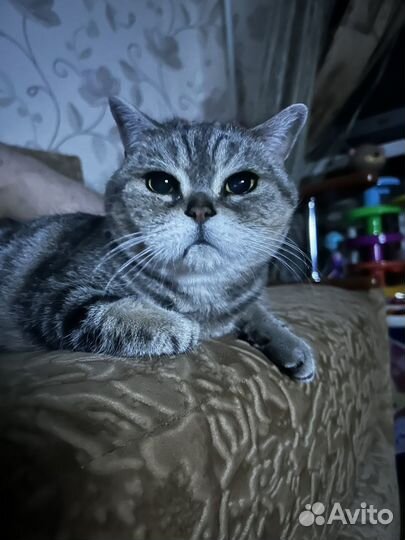 Шотланская кошка