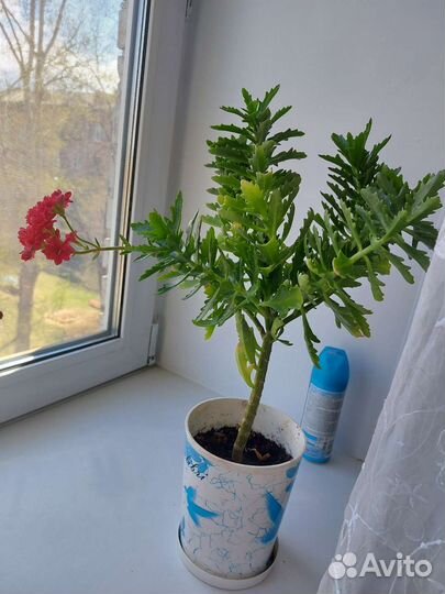 Каланхоэ каланхое красное лечебное