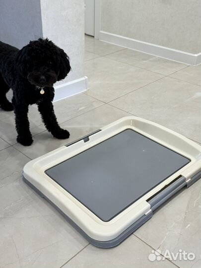 Лоток / туалет для кошек и собак