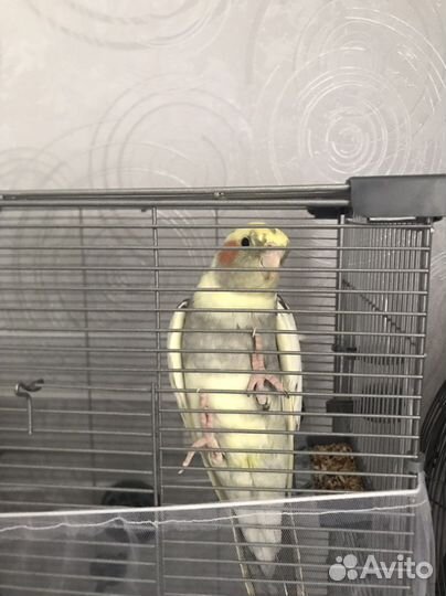 Попугай корелла мальчик