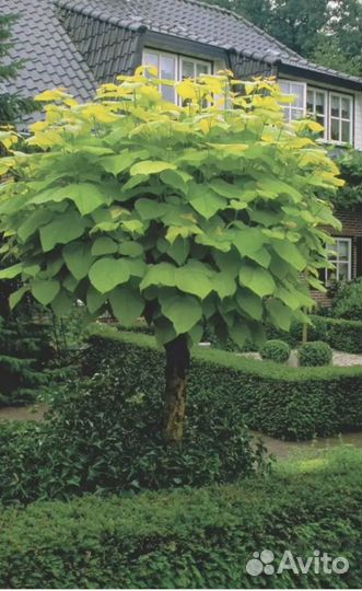 Катальпа на-на