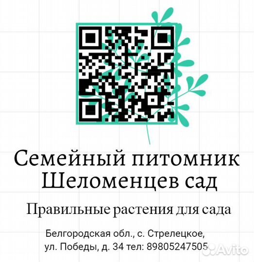 Саженцы шарафуги