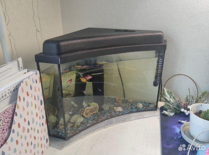 Аквариум