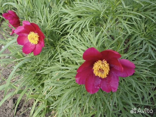 Пион метельчатый (Марьин корень)