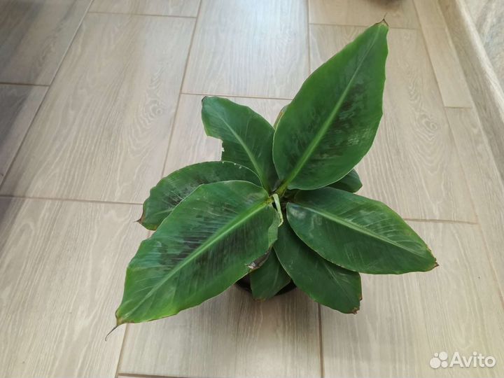 Банановое дерево