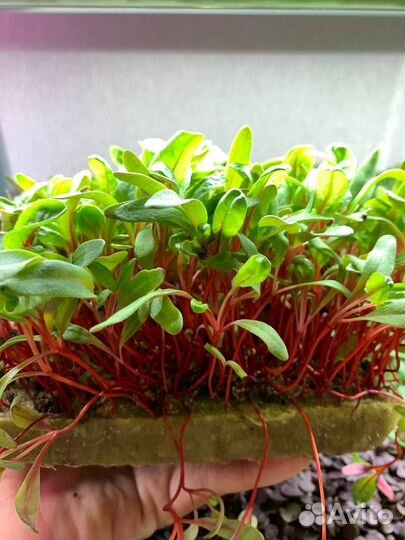 Семена для микрозелени