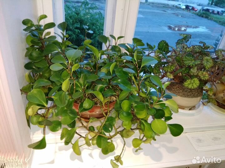 Дикоративные растения