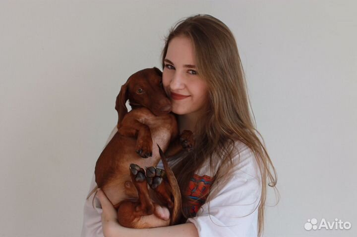 Кроличья такса случка вязка