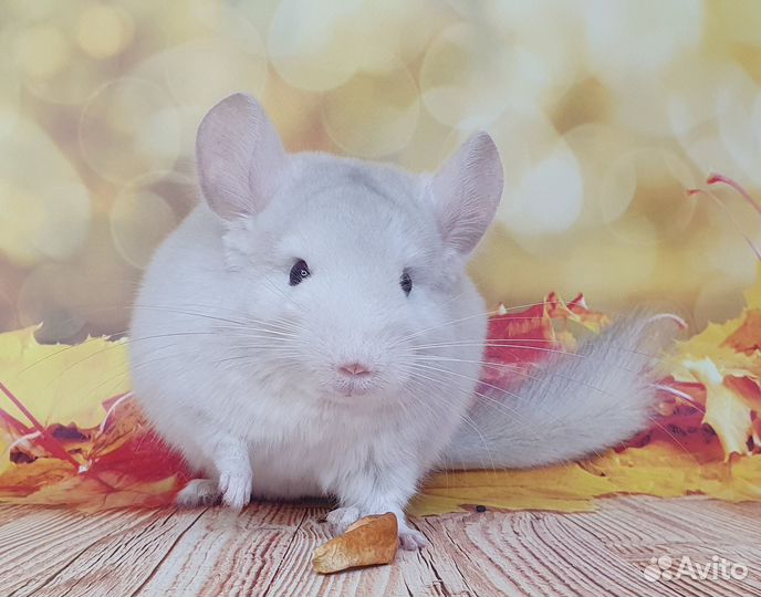 Шиншилла Люси