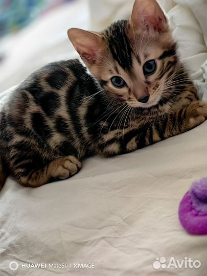 Бенгальская