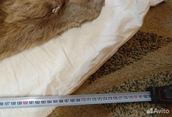 Настенный или напольный ковер