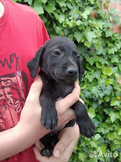 Щенки в добрые руки