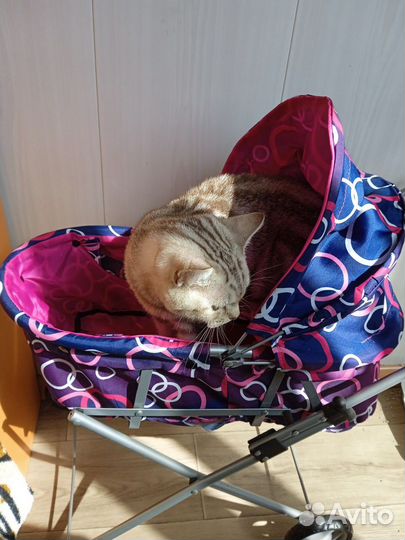 Отдам бесплатно