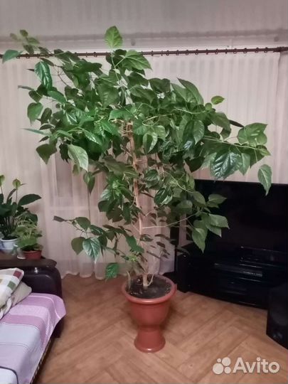 Китайская роза